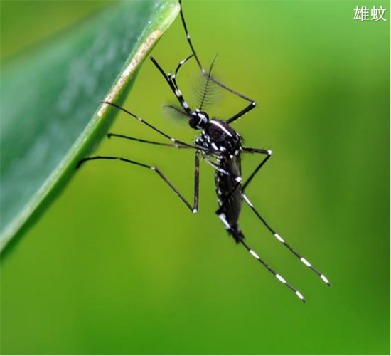 預(yù)防登革熱，小心白紋伊蚊